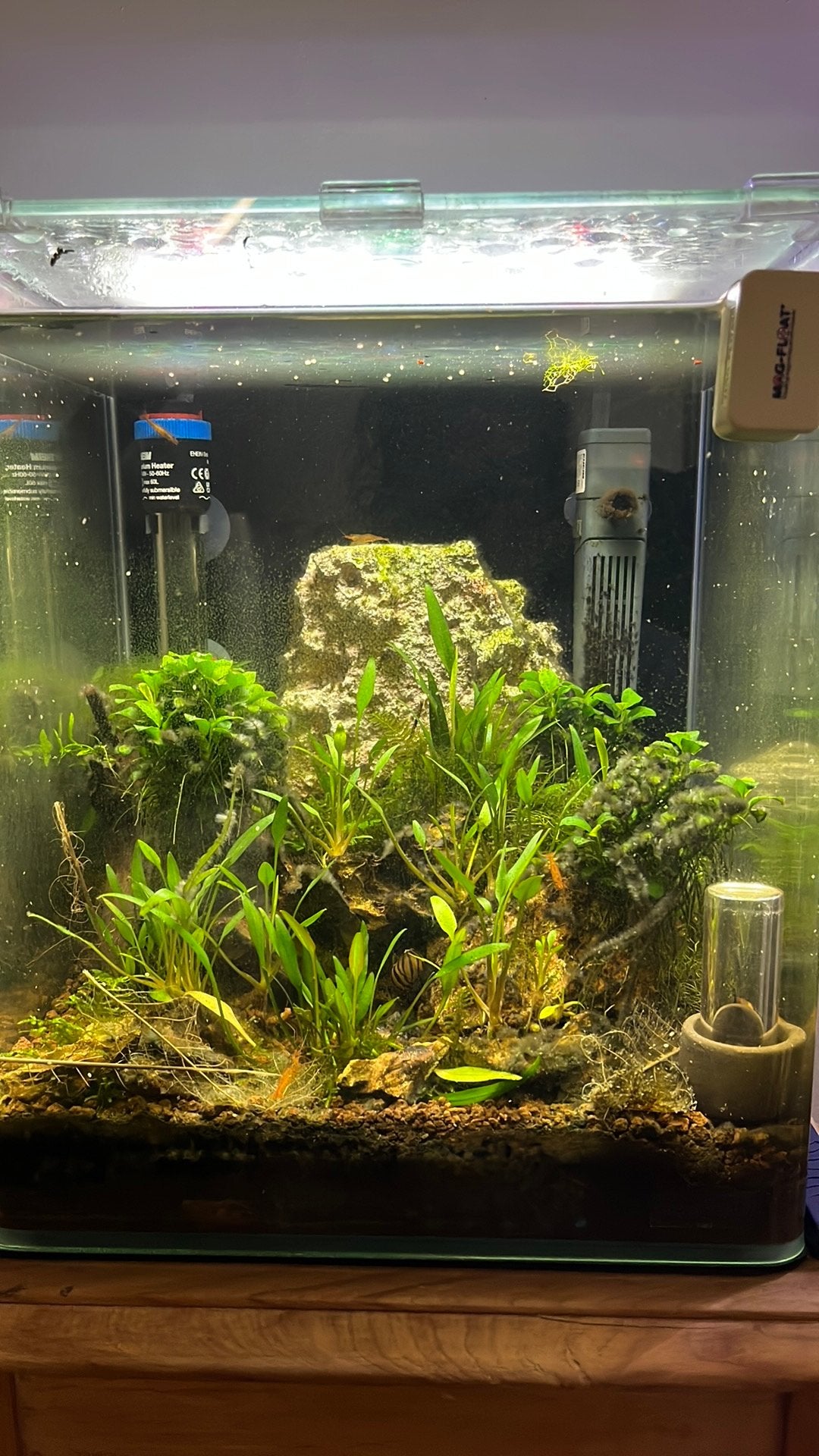 Tangerine tiger met nano cube 30l, Ophalen, Zo goed als nieuw