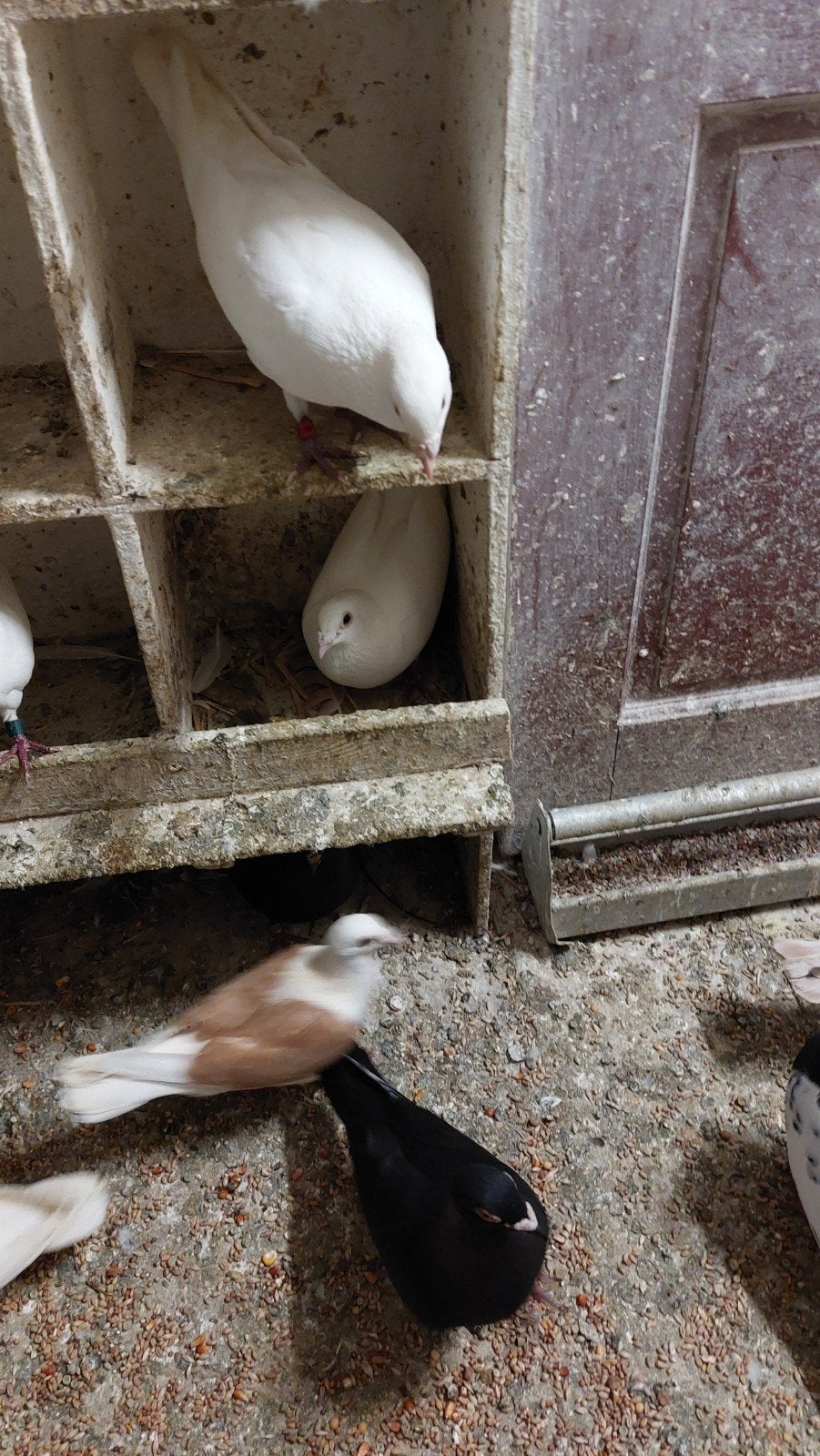 Koppel witte postduiven, Dieren en Toebehoren, Meerdere dieren, Postduif