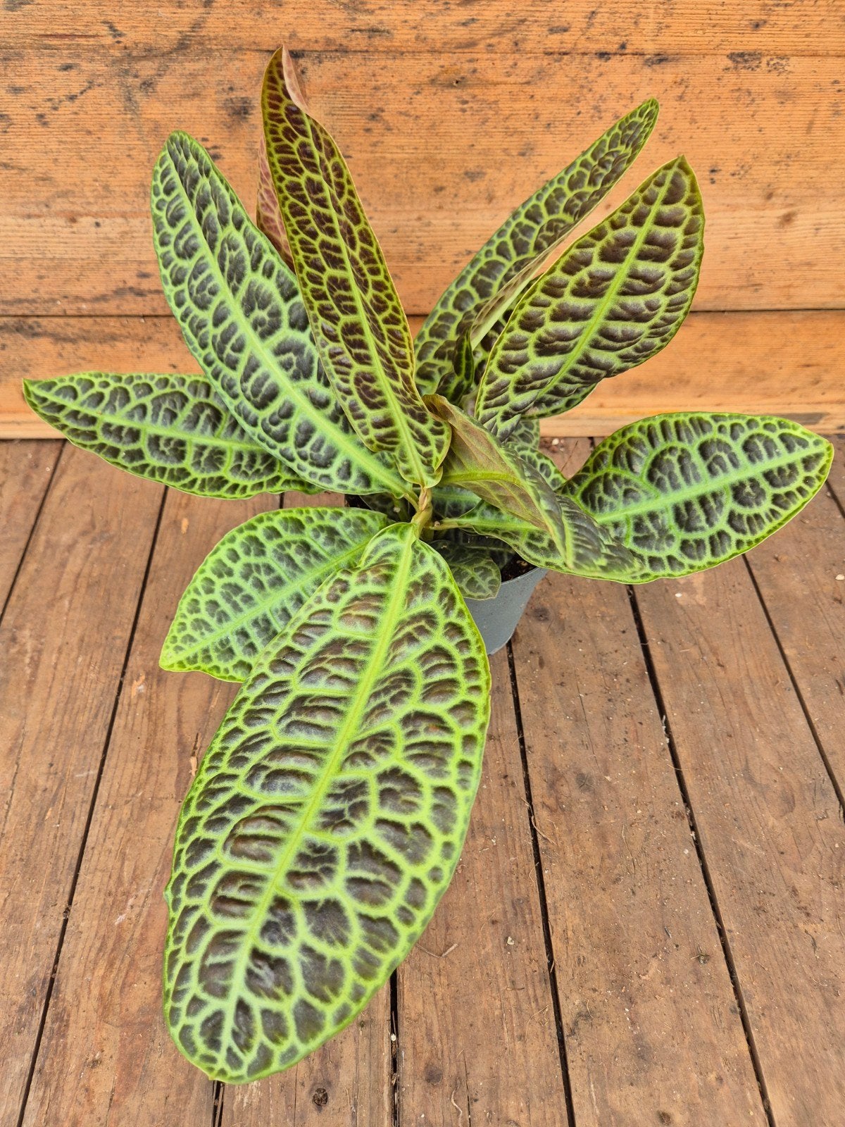 Labisia Obtusifolia Kura Kura p13 (1)
