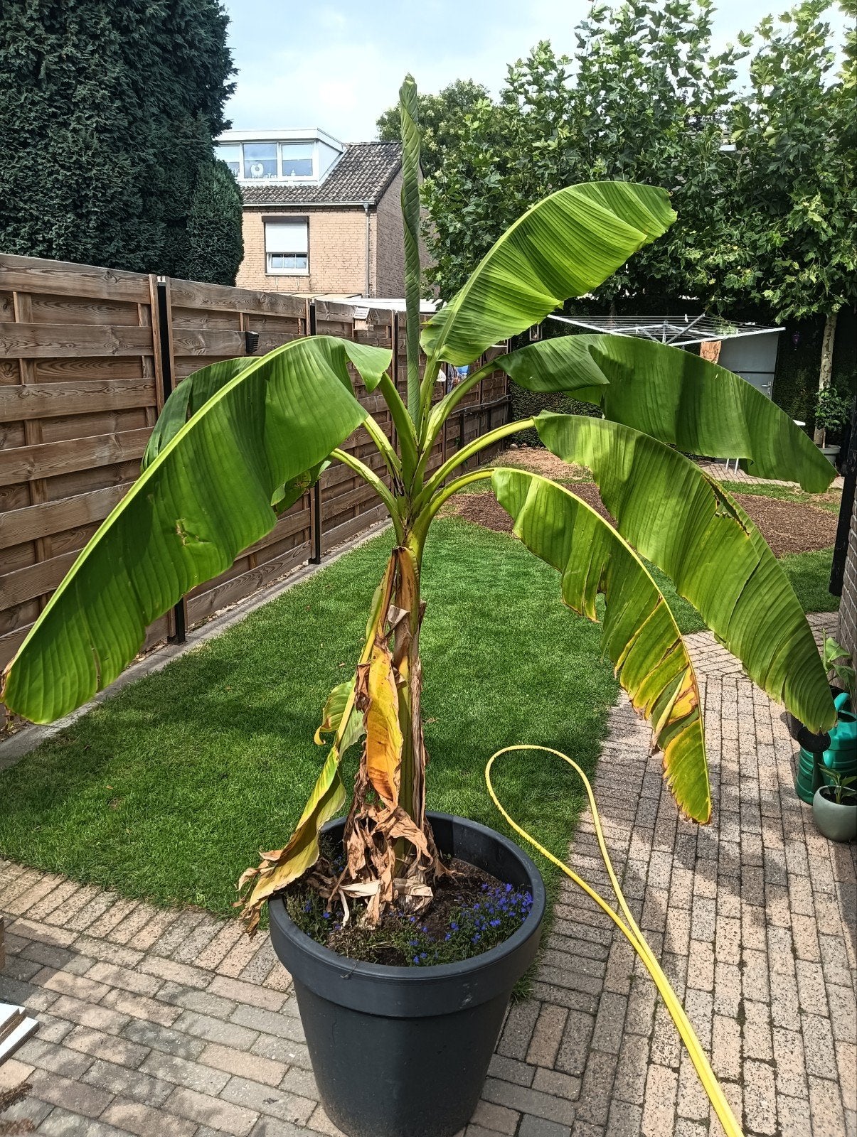 bananenplant, Ophalen, Volle zon, Overige soorten, 100 tot 250 cm