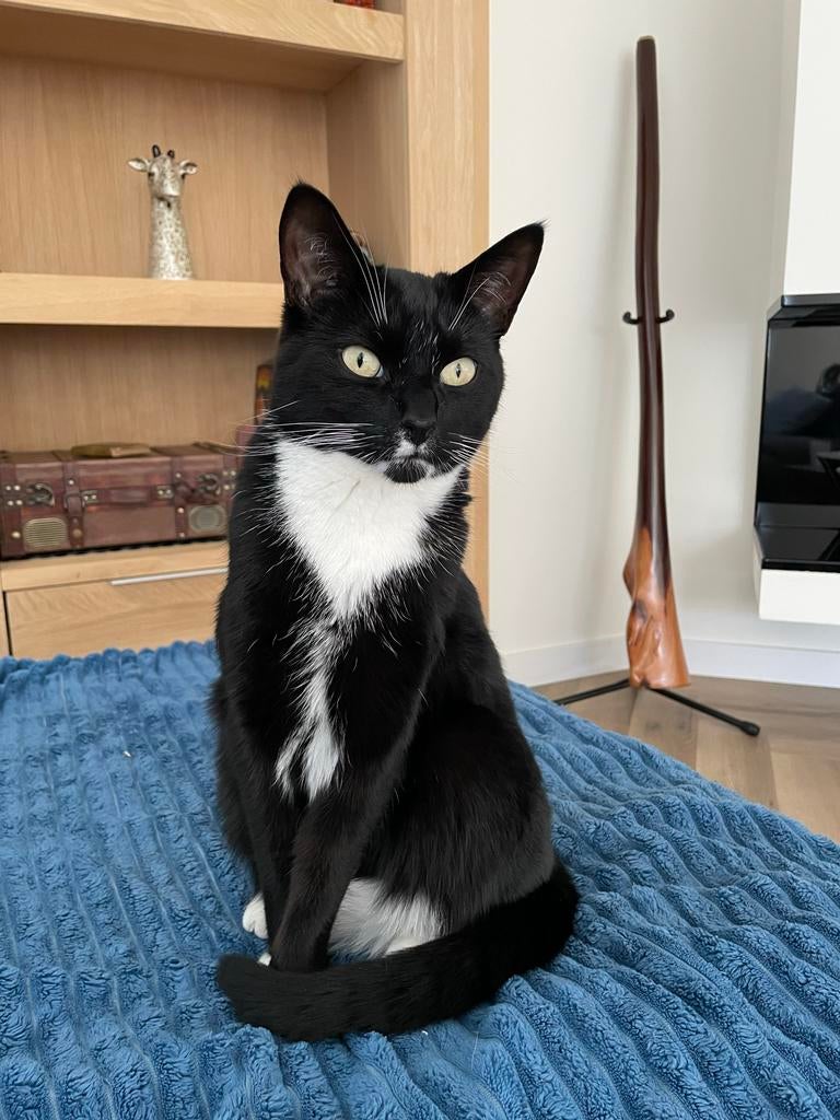 Binky, kater 6 jaar, Kater, Kortharig, 6 jaar of ouder