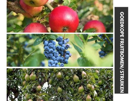 Goedkope fruitbomen appelbomen perenbomen pruimenbomen, Ophalen of Verzenden, In pot, Appelboom, Lente