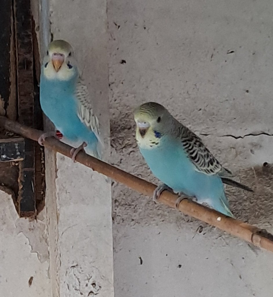 grasparkieten jong, uit buitenvoliere., Dieren en Toebehoren, Vogels | Parkieten en Papegaaien, Geslacht onbekend, Parkiet
