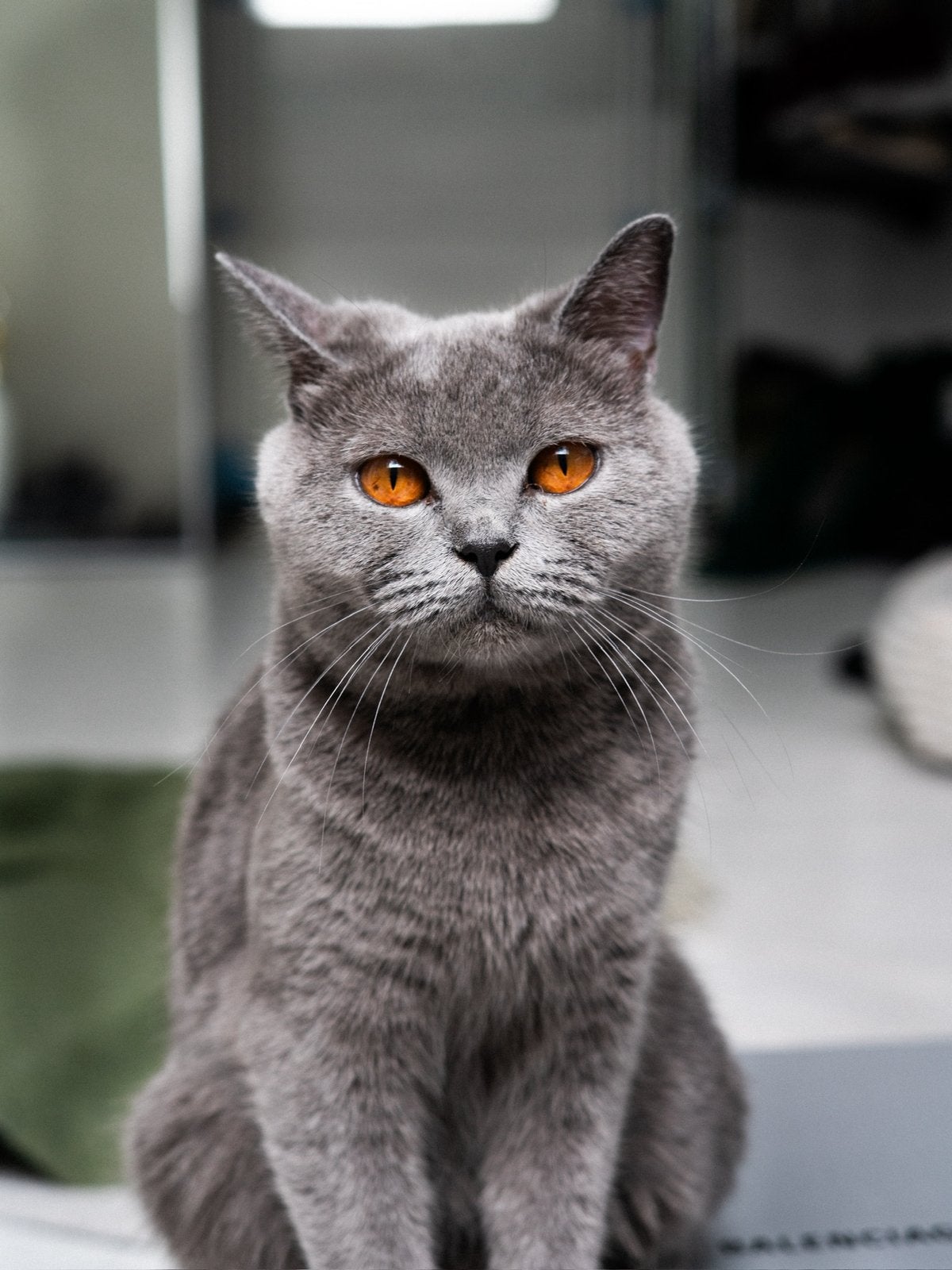 1 Britse Langhaar/Korthaar Mix Kittens, Poes, Ontwormd, 0 tot 2 jaar