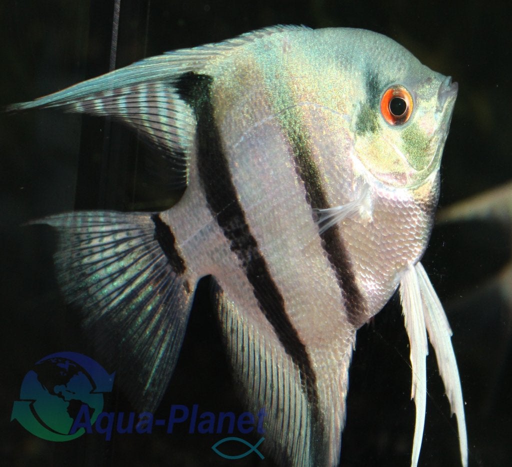 Maanvis "Platina Blue" Large, Vis, Zoetwatervis, Schoolvis