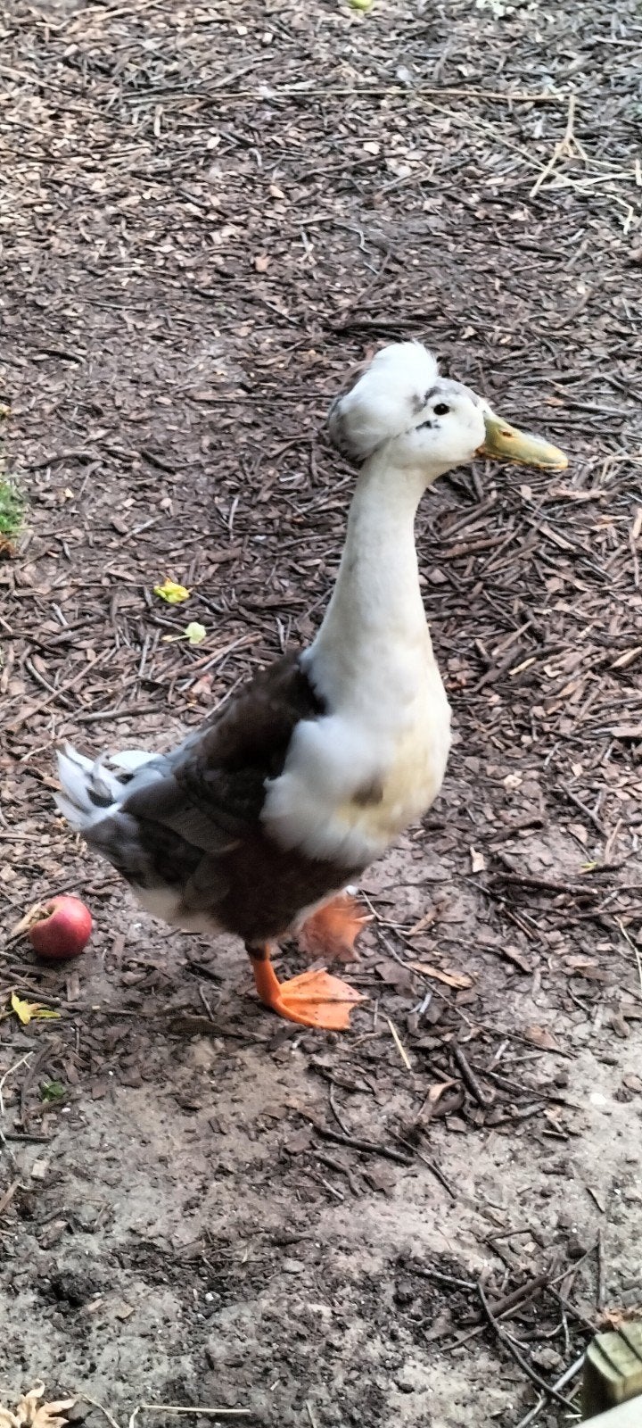 Eenden 🦆🦆🦆, Dieren en Toebehoren, Meerdere dieren, Eend