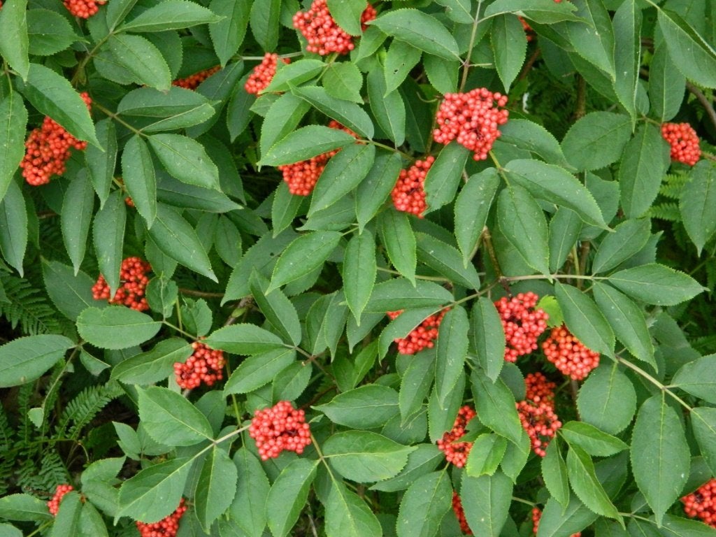Sambucus racemosa Trosvlier bloei rode bes biodiverse tuin, Tuin en Terras, Planten | Tuinplanten, Overige soorten, Vaste plant