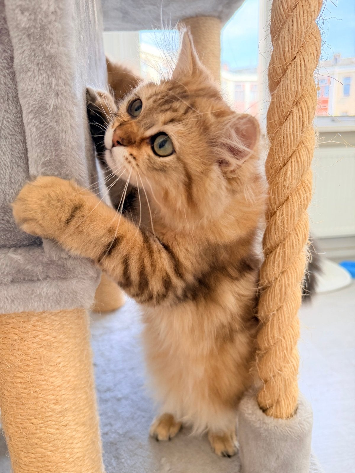 Britsh kitten, Dieren en Toebehoren, Katten en Kittens | Raskatten | Korthaar, Kater, Ontwormd