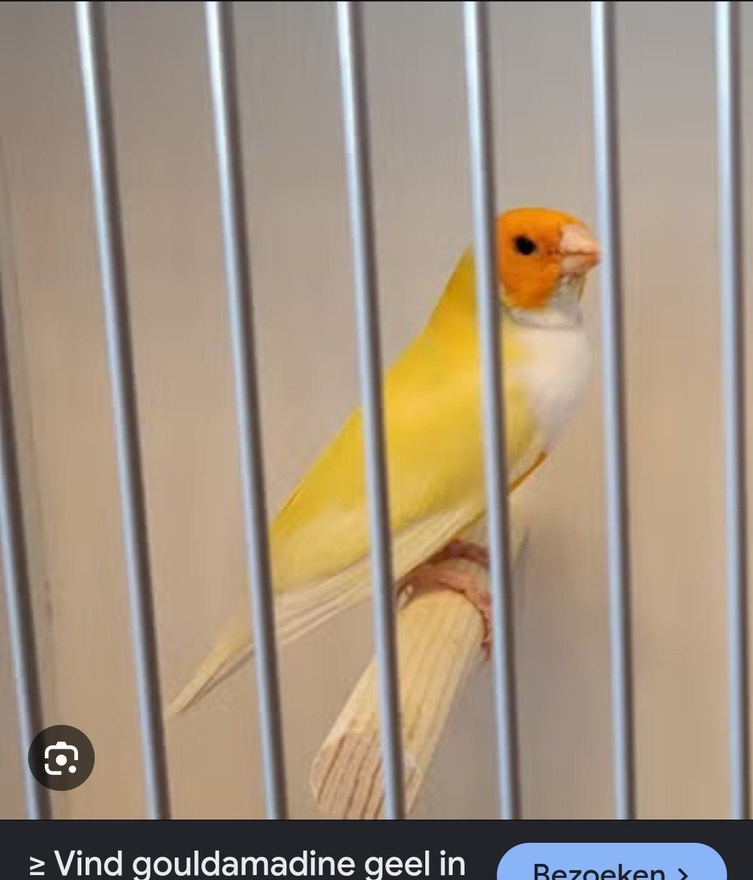 1x gele oranjekop man. Zie omschrijving., Dieren en Toebehoren, Vogels | Overige Vogels, Mannelijk, Tropenvogel, Geringd