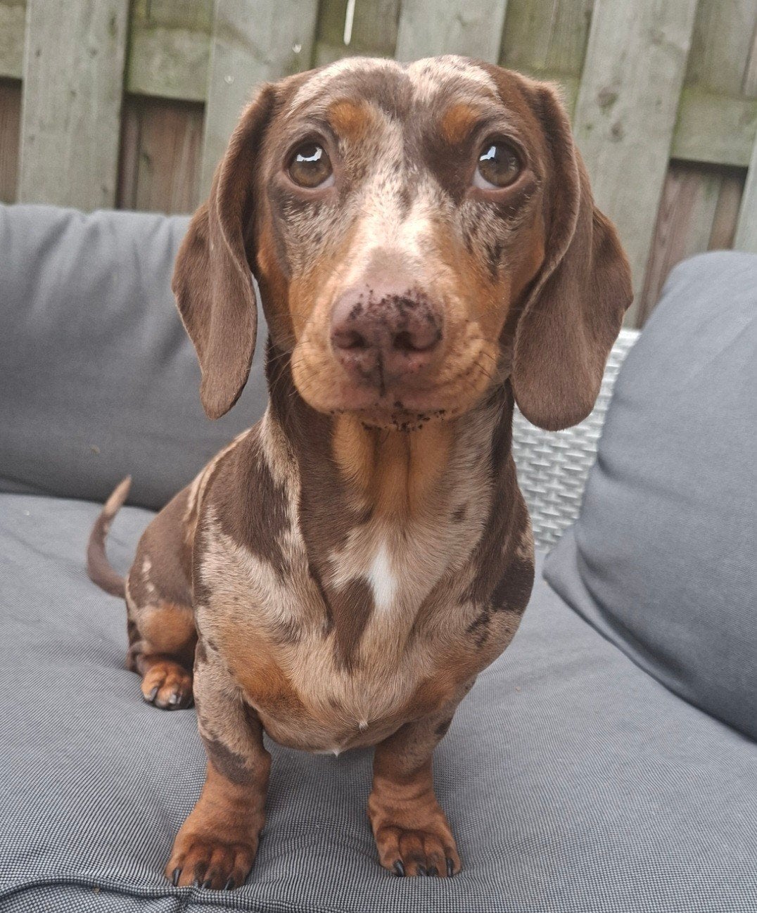 Teckel merle choco pup teefje, Dieren en Toebehoren, Honden | Teckels en Dashonden, Teef, Korthaar, Standaard, Particulier, Eén hond