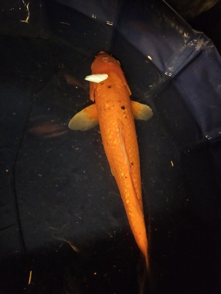 Ginrin Benigoi Japanse koi, Dieren en Toebehoren, Karper of Koi