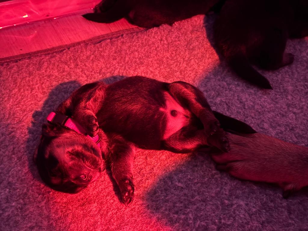 Rottweiler puppy’s, 8 tot 15 weken, Parvo, Meerdere, Meerdere dieren