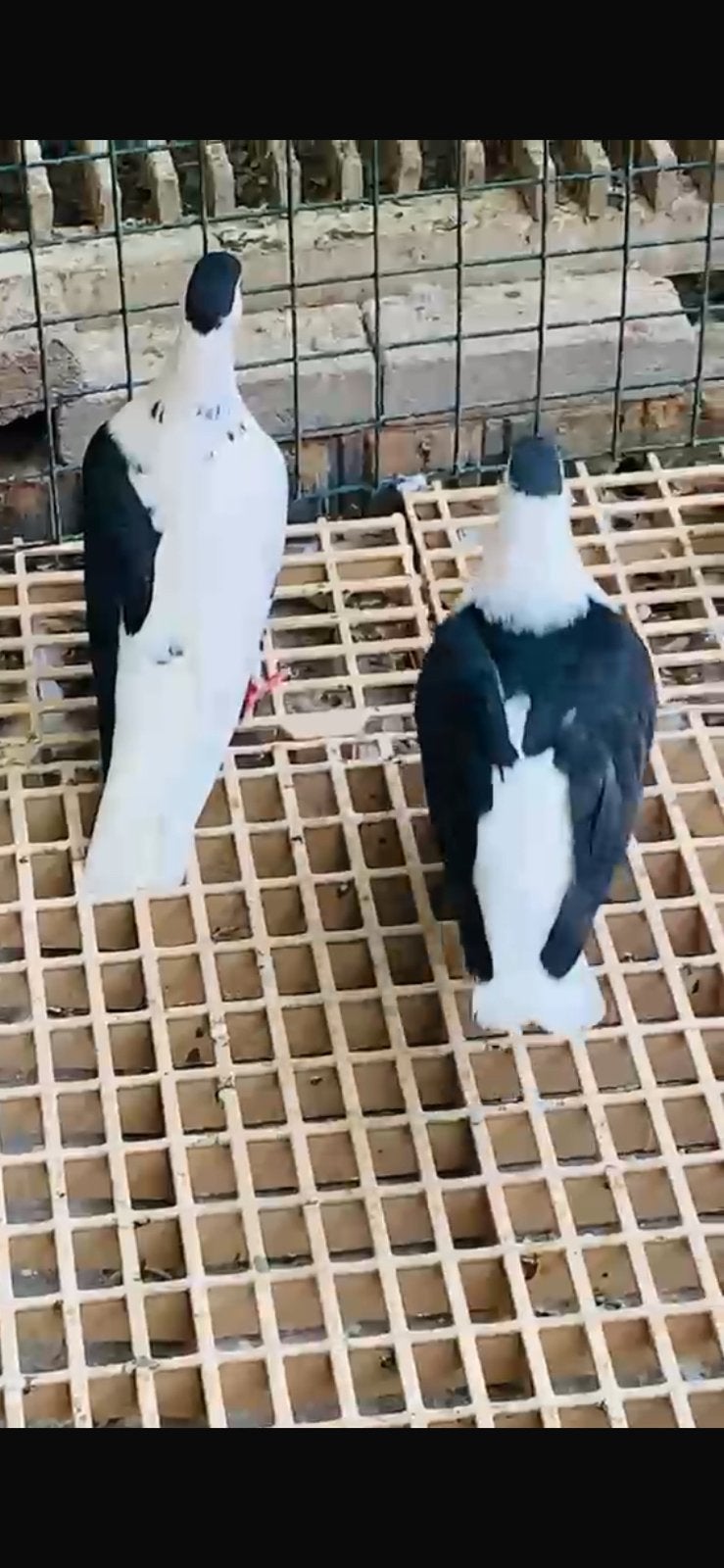 Een koppel afghans Duiven te koop, Dieren en Toebehoren, Vogels | Duiven, Meerdere dieren, Overige soorten