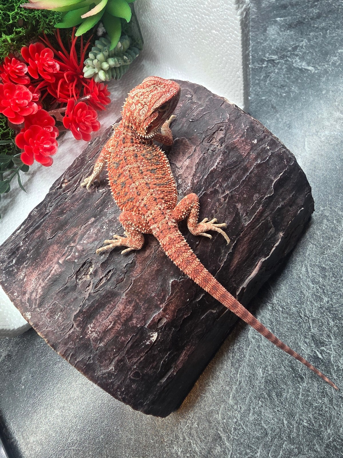 100% red monster Hypo man, Dieren en Toebehoren, Hagedis, 0 tot 2 jaar