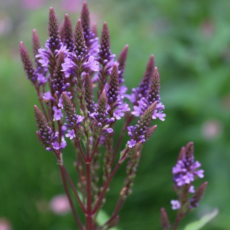 Nu aanbieding 10 verbena hastata voor €10., Tuin en Terras, Ophalen, Zomer, Vaste plant, Volle zon