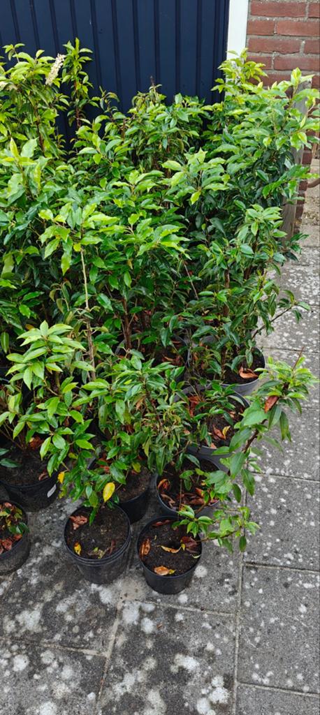 45x prunus lusitanica - Portugese laurier 60-70 cm hoogte, Tuin en Terras, Planten | Struiken en Hagen, Ophalen of Verzenden, Laurier