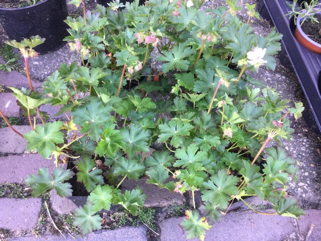Geranium vaste plant  ., Ophalen of Verzenden, Bodembedekkers, Volle zon