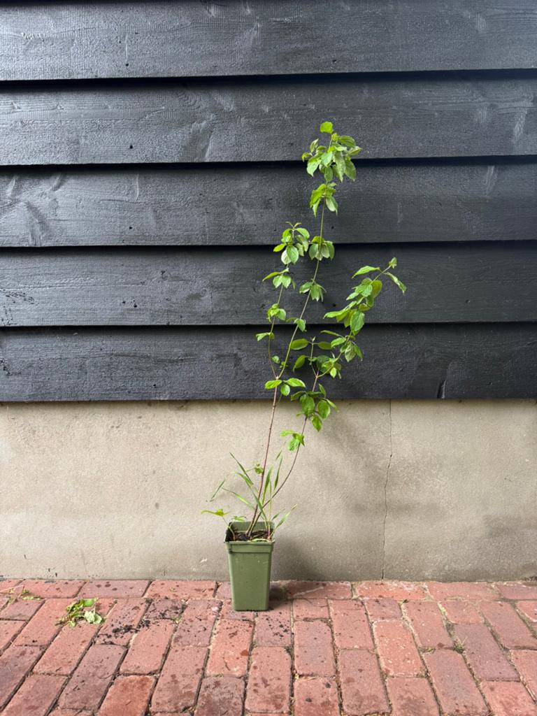 Cornus sanguinea (Rode kornoelje) 100cm, Tuin en Terras, Planten | Struiken en Hagen, Ophalen, Overige soorten, Struik, 100 tot 250 cm