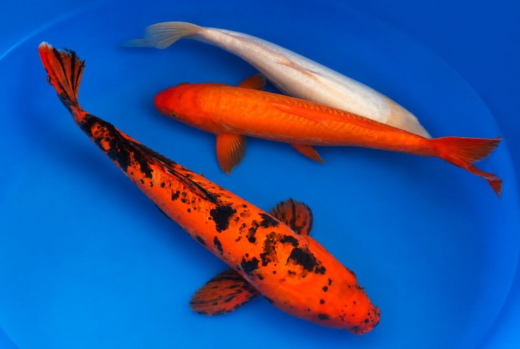 Hi-Utsuri, Orenji, Shiro Muji 35-45 cm, Karper of Koi