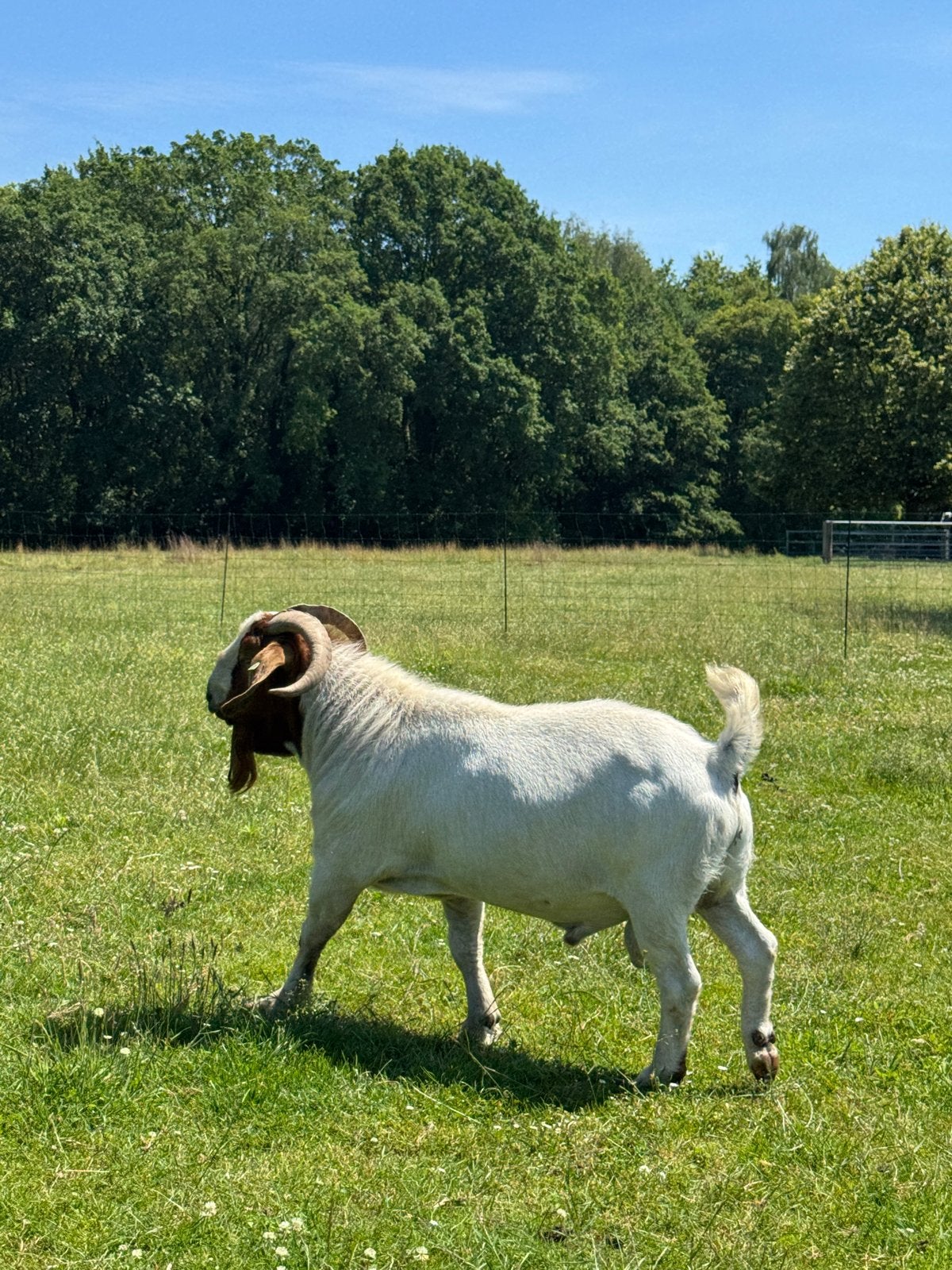 Boergeit bok boerbok, Dieren en Toebehoren, Schapen, Geiten en Varkens, Mannelijk, Geit