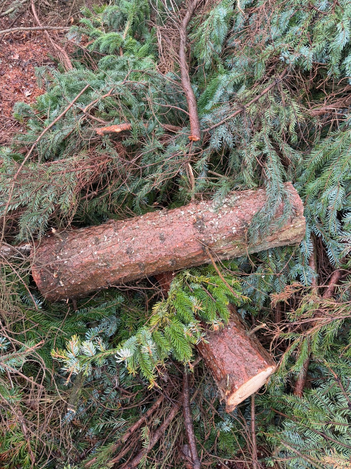 Gratis stukken kerstboom af te halen, Ophalen, Minder dan 25 mm, Overige typen, Minder dan 200 cm