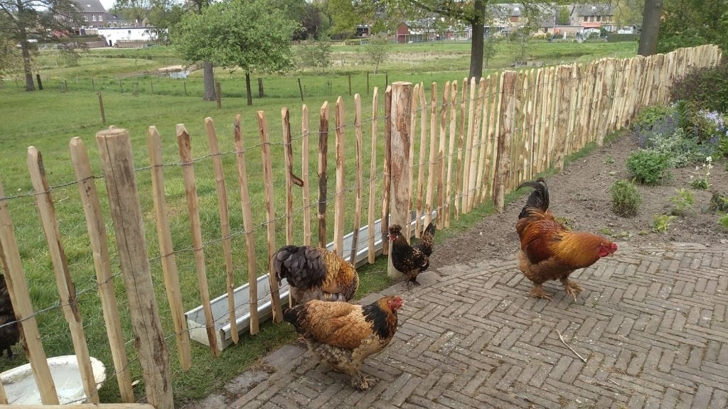 Kastanje Engels Frans hekwerk, Ophalen, Nieuw, Hout, Tuinhek