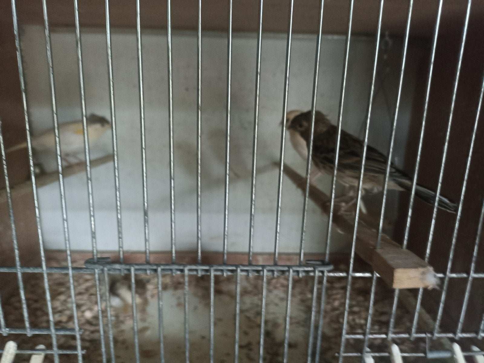 harlekijn kanaries, Dieren en Toebehoren, Meerdere dieren, Kleurkanarie
