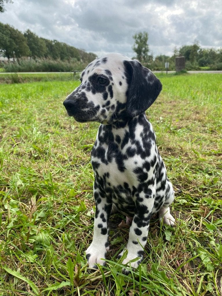 Dalmatiër puppy's, Dalmatiër, 8 tot 15 weken, CDV (hondenziekte), Meerdere