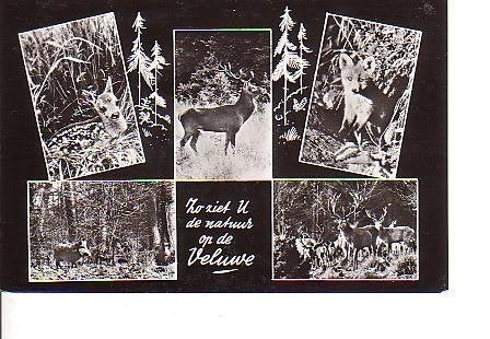 Ansichtkaart	Veluwe	5-luik	Zo ziet U de natuur, Verzenden, 1940 tot 1960, Gelopen, Gelderland