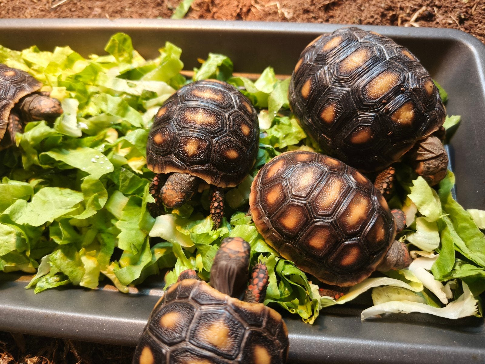 jongen schildpadjes met terrarium, Schildpad, Met terrarium, 0 tot 2 jaar