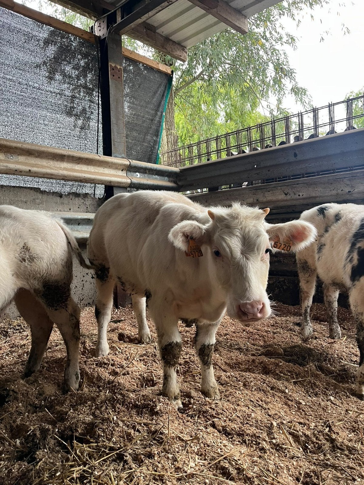 dikbil pinken 3 stuks, Dieren en Toebehoren
