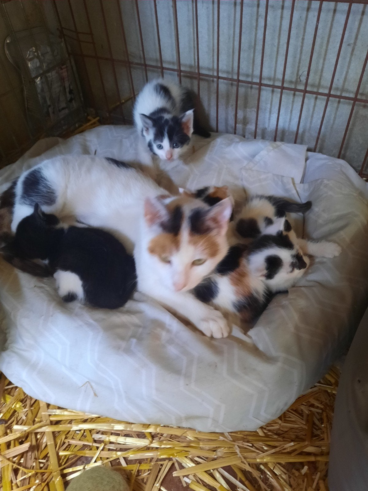 Boerderij kittens, Meerdere dieren