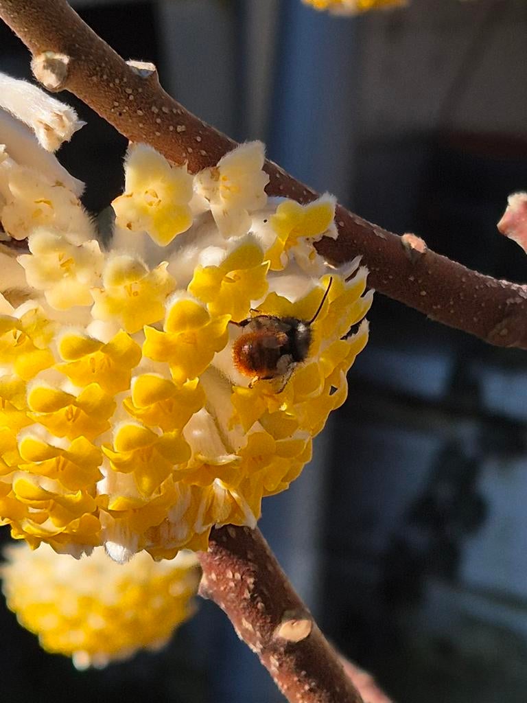Flinke Edgeworthia (papierstruik) 1,5m hoog en breed, Ophalen