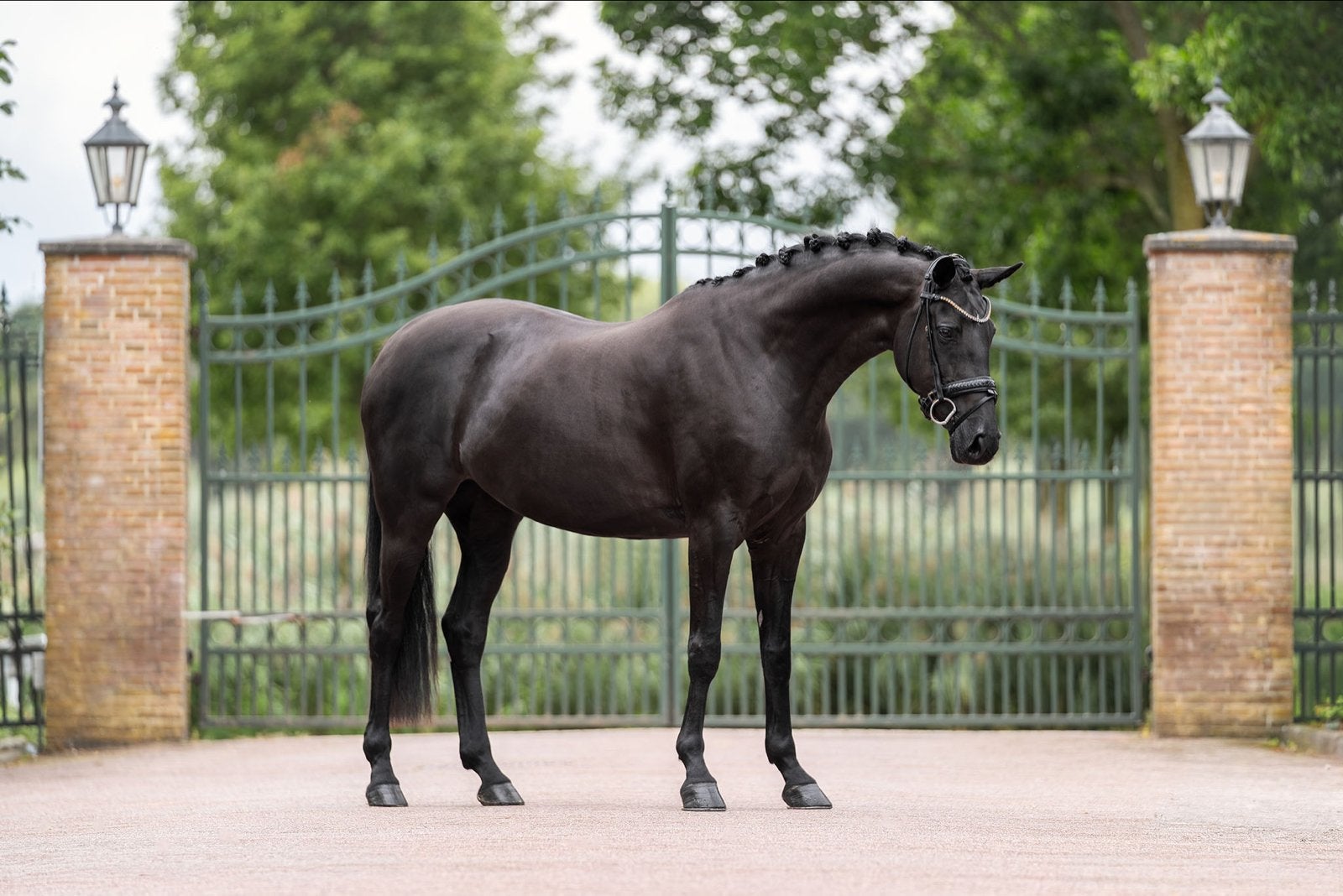 Super lieve glamourdale merrie te koop, Merrie, Dressuurpaard, 7 tot 10 jaar, 160 tot 165 cm
