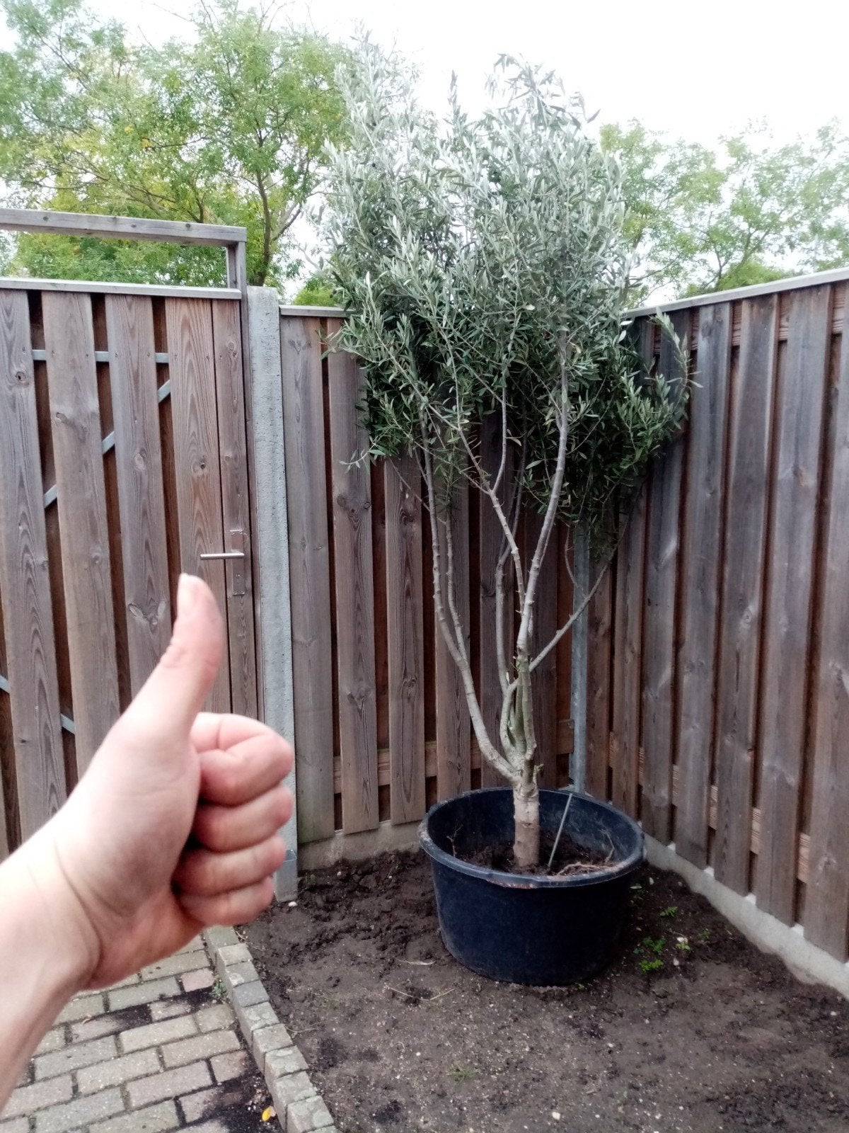Olijf Boompje  weg is weg !, Tuin en Terras, Overige soorten, Minder dan 100 cm, Zomer, Ophalen