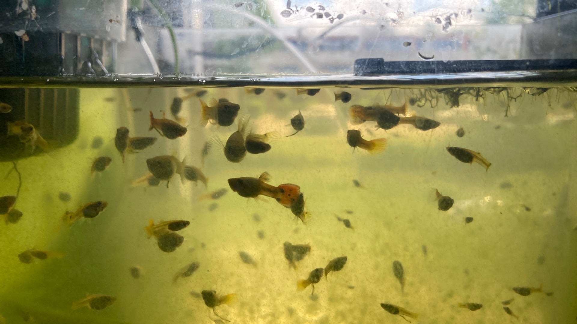 Mooie guppen, Dieren en Toebehoren, Vissen | Aquariumvissen, Vis