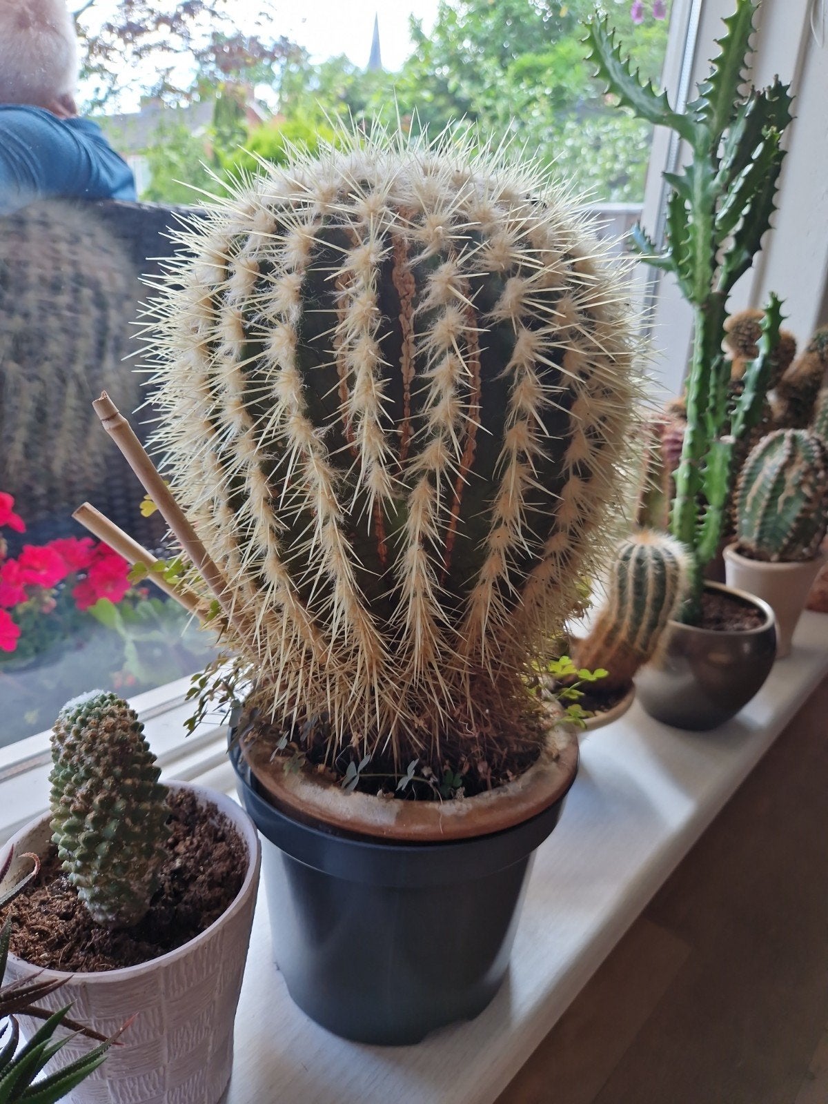 Grote Cactussen - Kamerplanten, Ophalen, Overige soorten, Volle zon