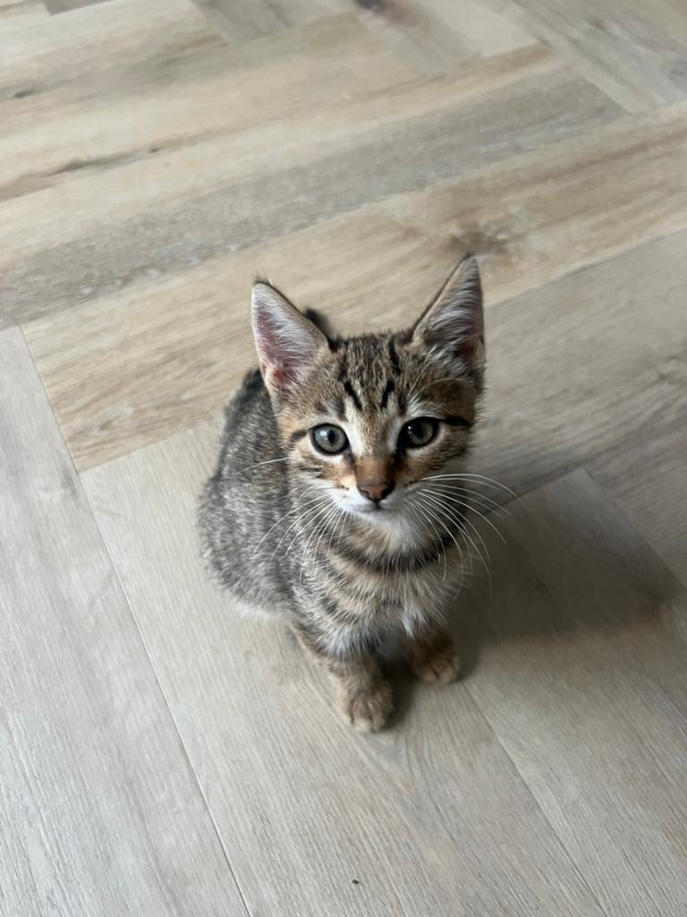 Kitten, Poes, 0 tot 2 jaar