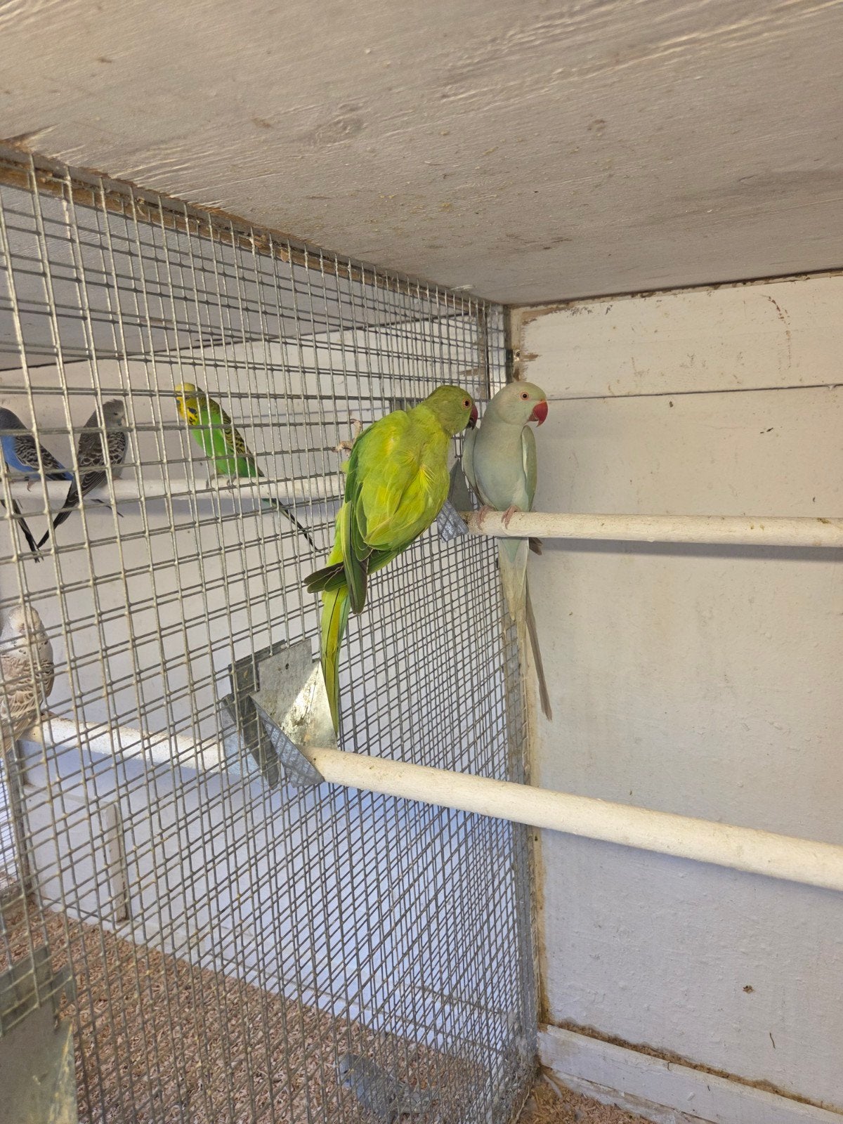 Mutatie opaline halsband pop, Dieren en Toebehoren, Vrouwelijk, Parkiet