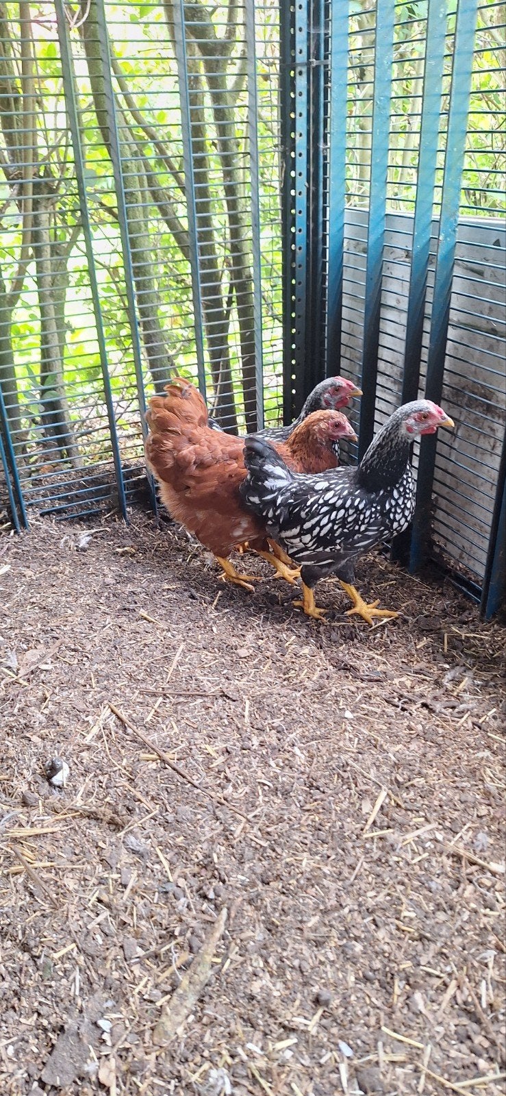 Wyandotte kriel hanen, Dieren en Toebehoren, Mannelijk, Kip