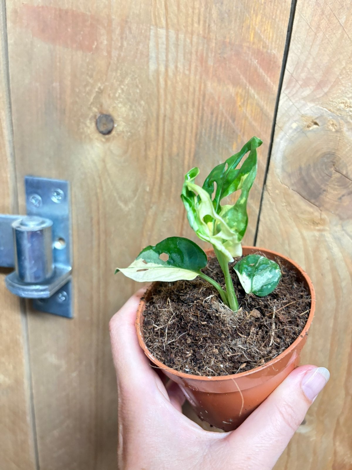 Monstera adansonii variegata plant albo white wit halfmoon, Huis en Inrichting, Kamerplanten, Ophalen of Verzenden, Halfschaduw