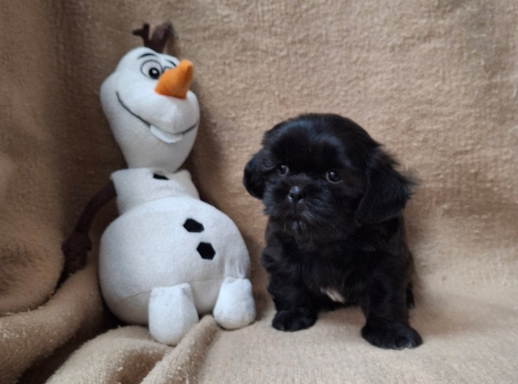 Shih tzu Reutje, België, Particulier, HCC (leverziekte), 8 tot 15 weken