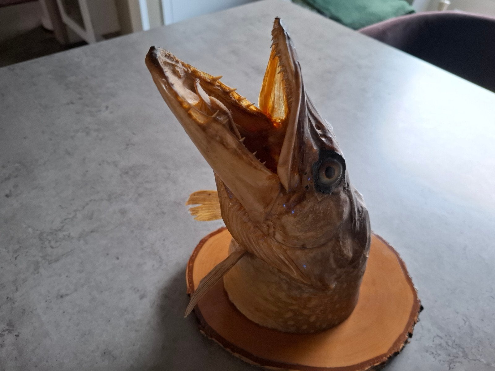 Taxidermie snoekenkop, Ophalen of Verzenden