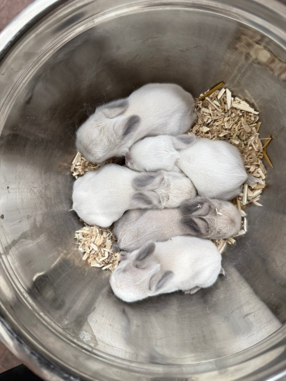 Prachtige lieve minilop konijntjes, Dieren en Toebehoren, Konijnen, Meerdere dieren, Dwerg