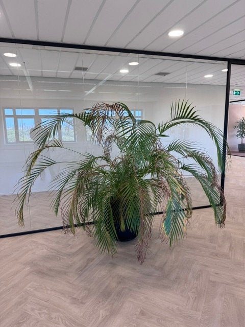 Natuurlijke plant met pot/ kantoor planten 150 euro, 1 stuk, Huis en Inrichting, In pot, 150 tot 200 cm, Groene kamerplant, Halfschaduw