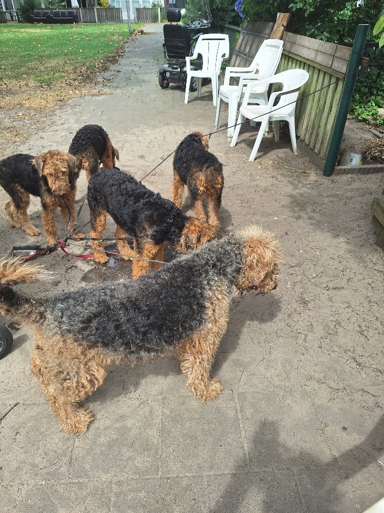 AIREDALE TERRIER PUPS, 15 weken tot 1 jaar, Overige rassen, Parvo, Meerdere