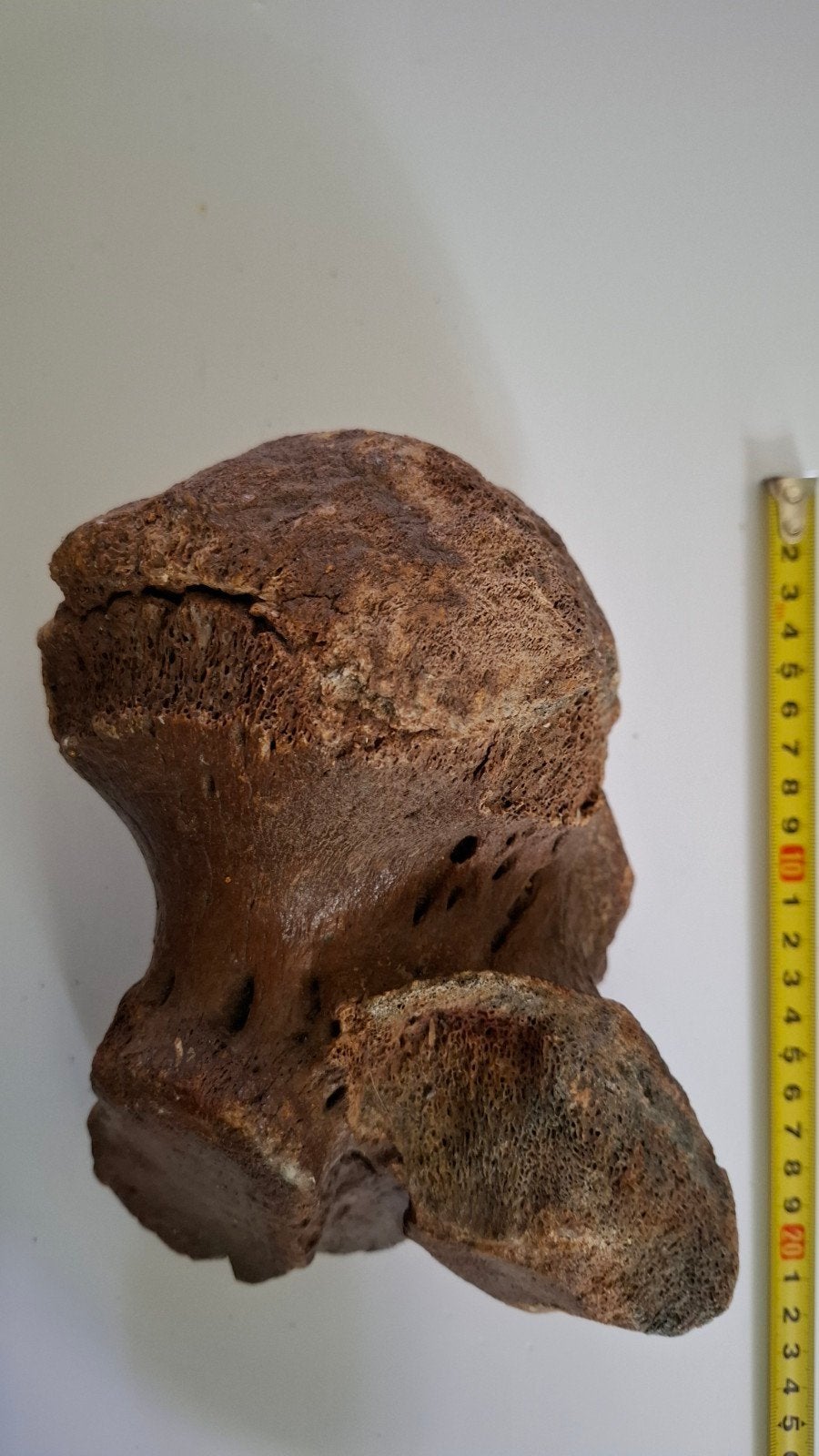 Mammoet Hielbeen met Hyenavraat - Weichselien Noordzee, Ophalen of Verzenden, Fossiel