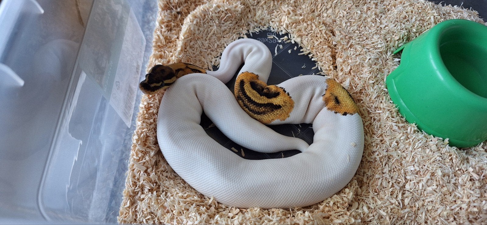 pastel pied het hypo 50%het ultramel Ball Python - male for sale from SC