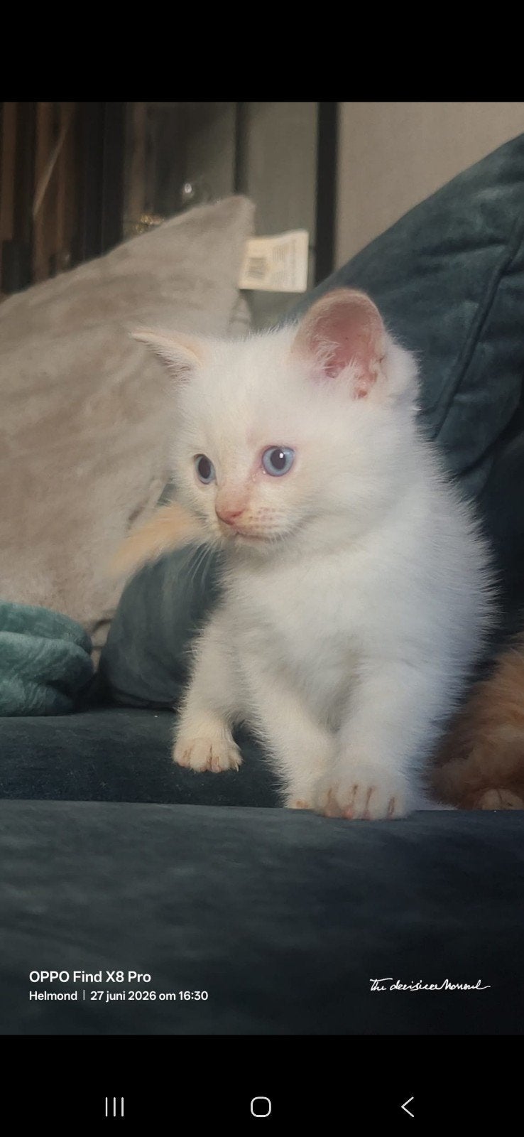 Kittens te koop