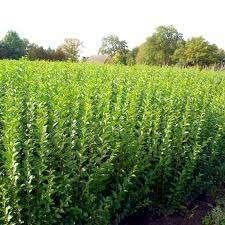 liguster ovalifolium maat 40-60 uit pot € 1,45 p/st, Ophalen, Liguster, Minder dan 100 cm